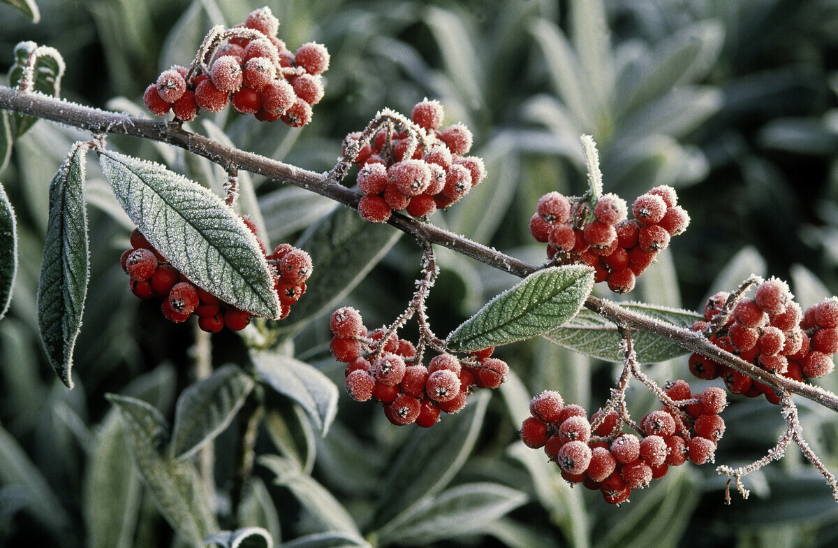 Früchte tragende Hecken im Winter - Gartenpraxis