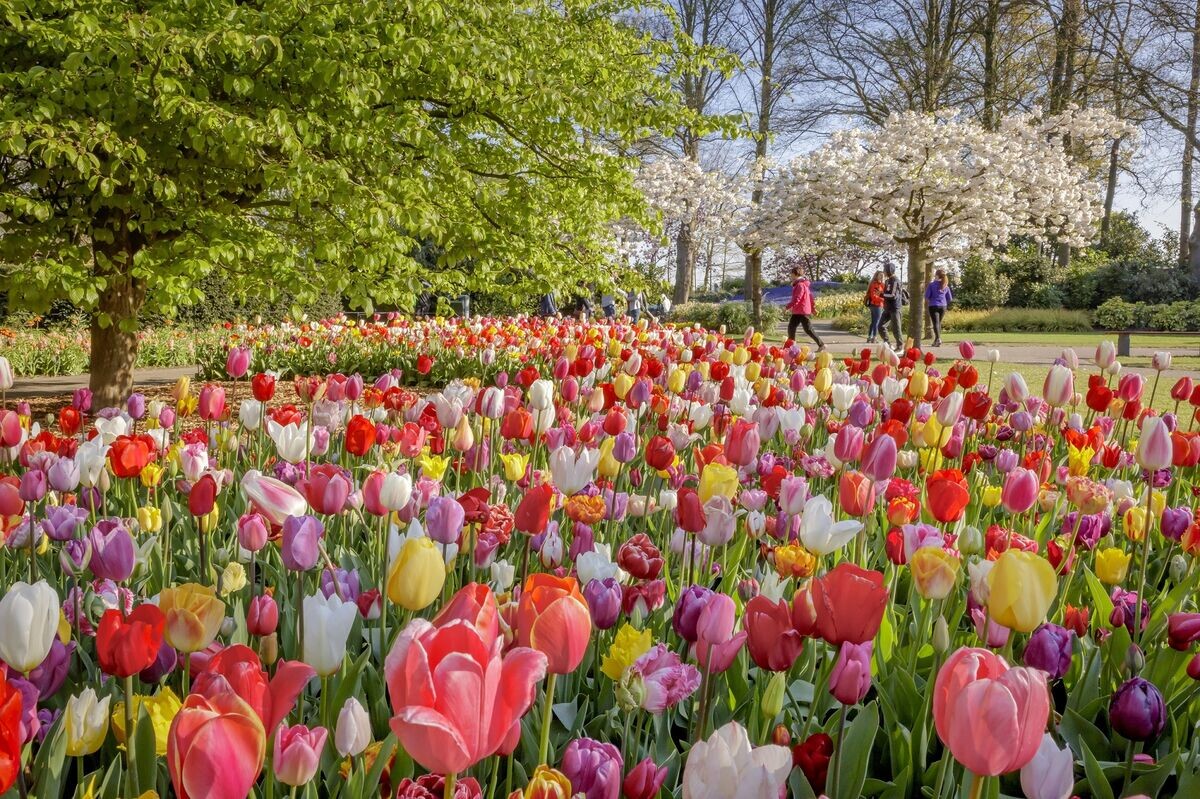 Blumenausstellung im Keukenhof eröffnet am 23. März - Gartenpraxis